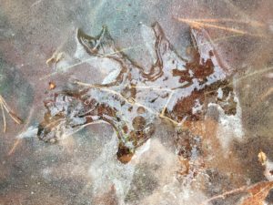 Oak leaf ice print.